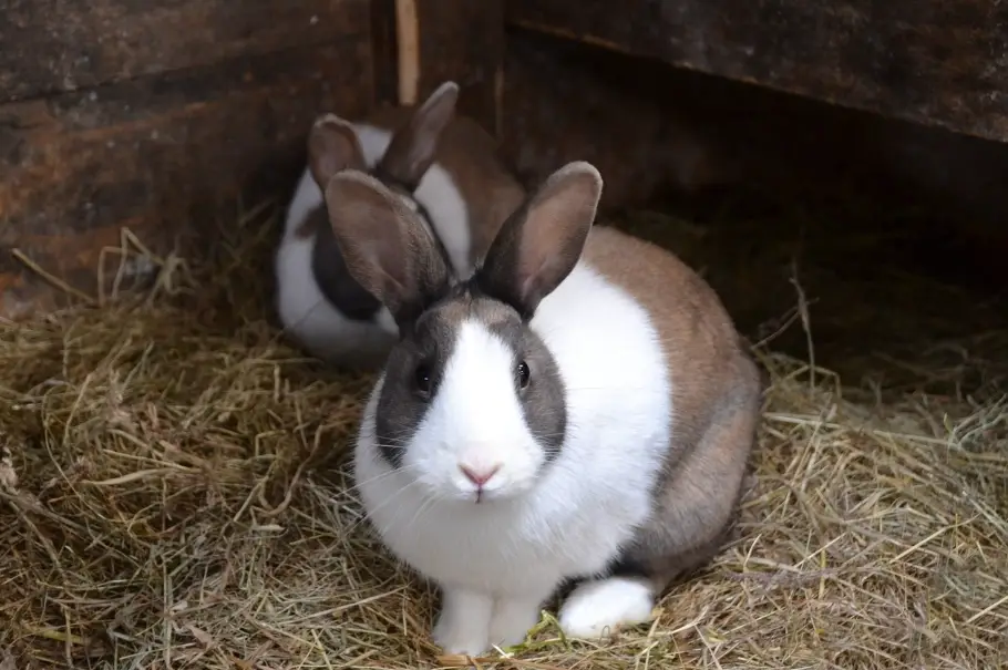 道奇兔飼養 道奇兔飼養