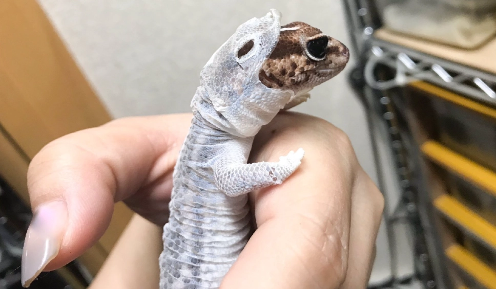守宮幼體飼養