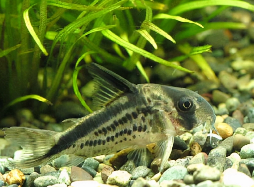 鼠魚繁殖 鼠魚繁殖