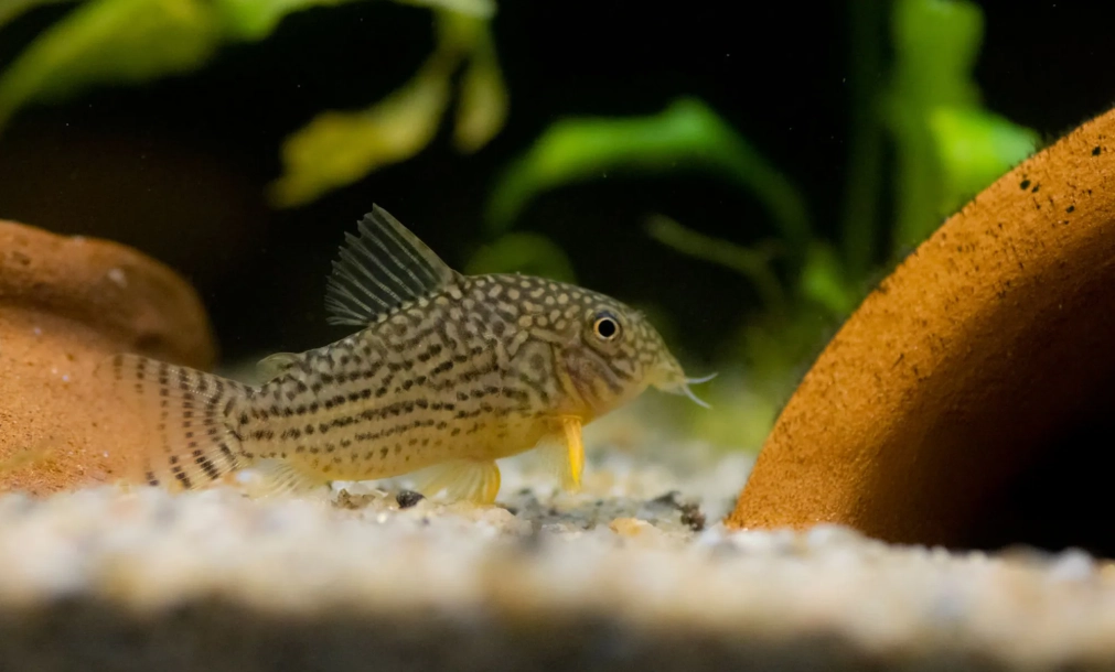 鼠魚品種 鼠魚品種