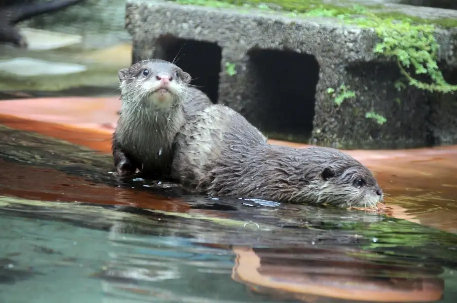 飼養水獺 飼養水獺