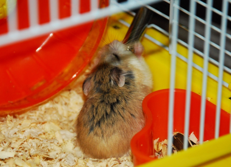 倉鼠飼養費用 倉鼠飼養費用