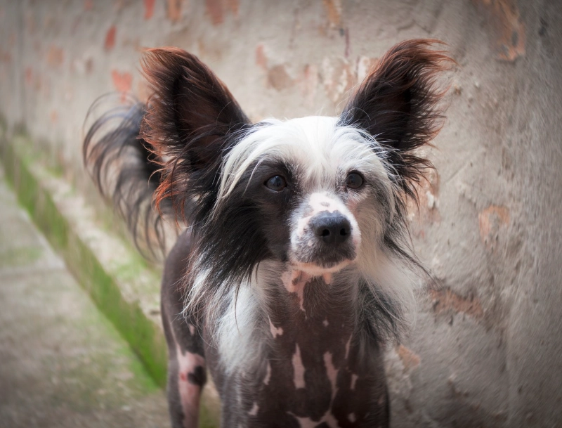 中國冠毛犬飼養 中國冠毛犬飼養