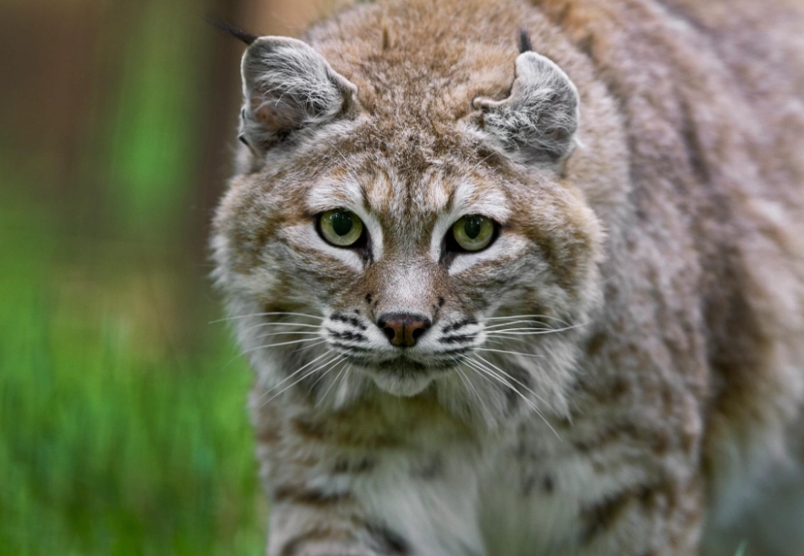 TNR