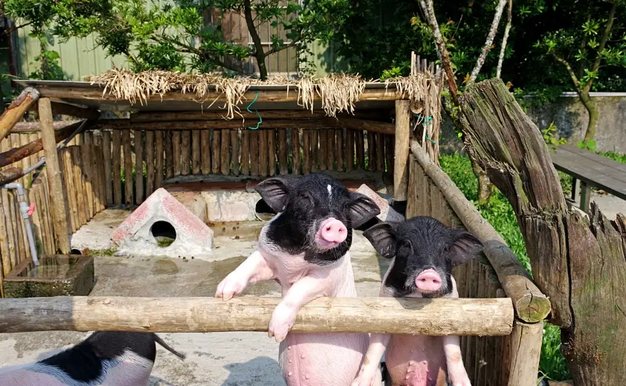 麝香豬飼養 麝香豬飼養