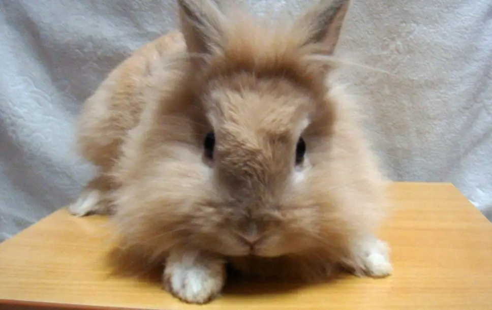 獅子兔飼養