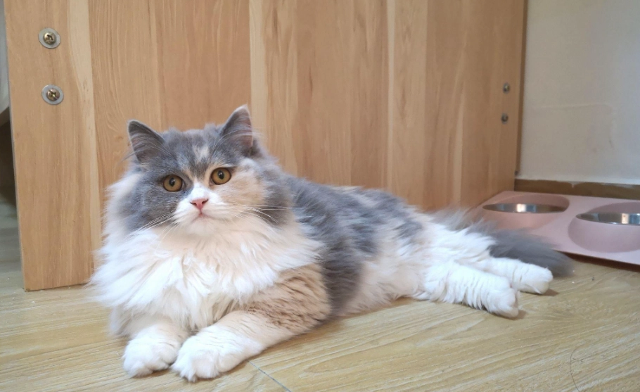 英國長毛貓飼養