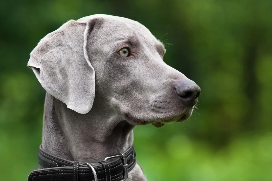 威瑪獵犬 訓練 威瑪獵犬 訓練