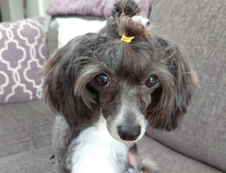 中國冠毛犬皮膚 中國冠毛犬皮膚
