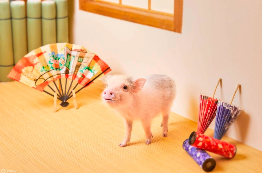 迷你豬訓練