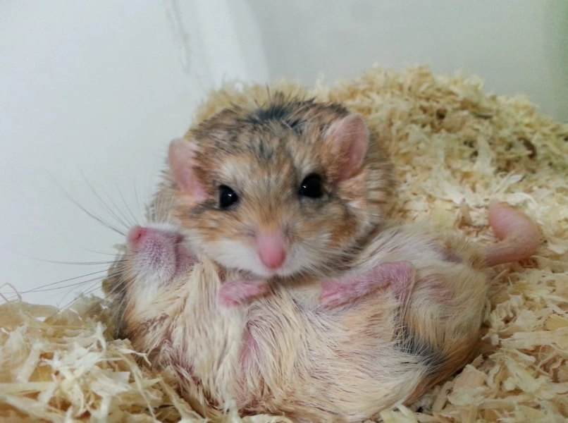 通心粉鼠飼養