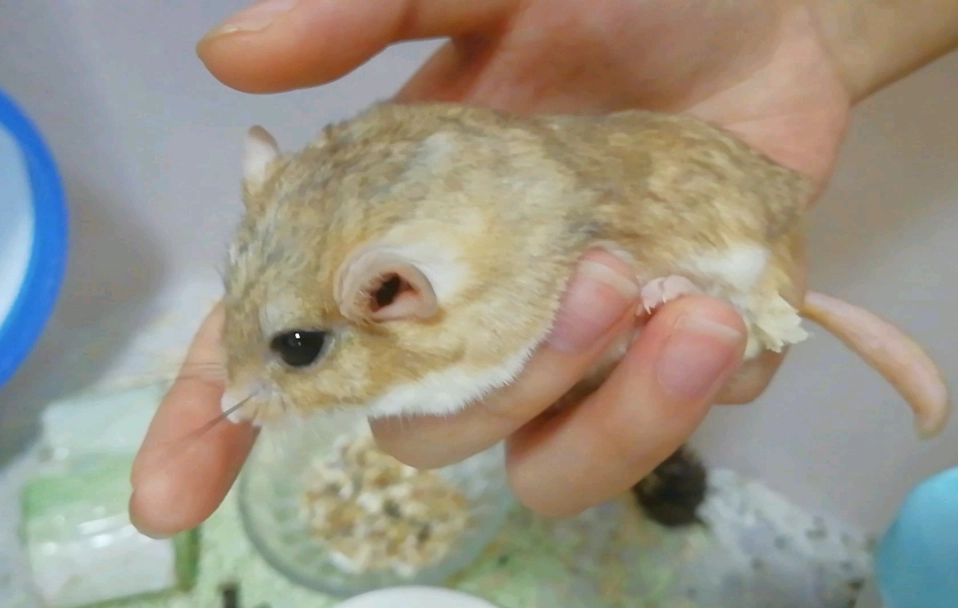 宠物鼠饲养