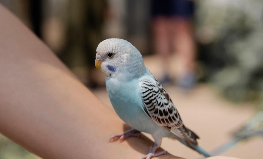 小鸚鵡飼養