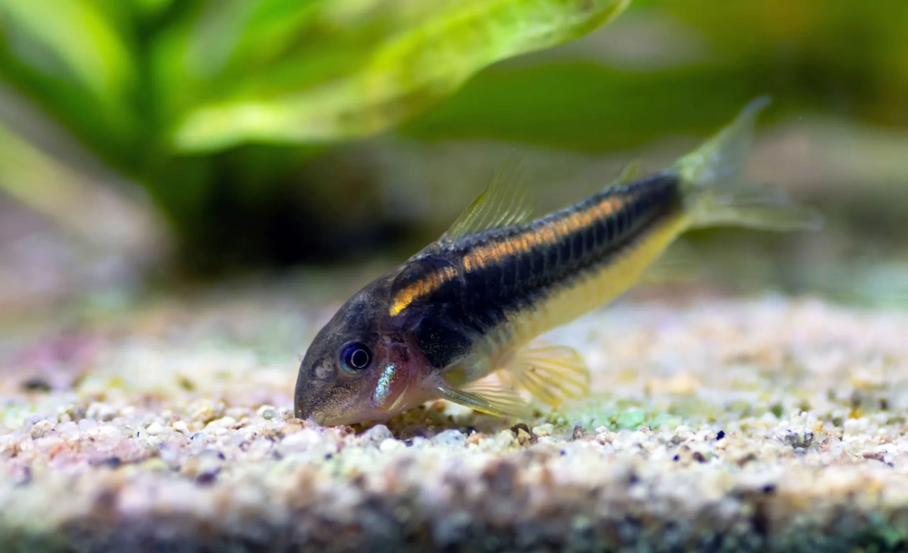 鼠魚品種 鼠魚品種