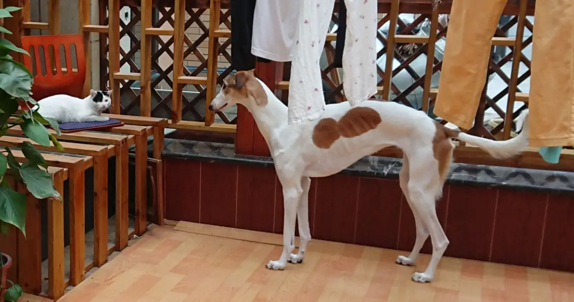 靈提飼養
