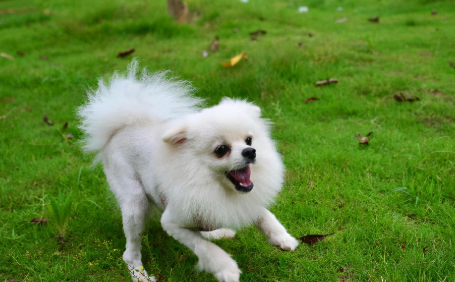 博美犬 博美犬