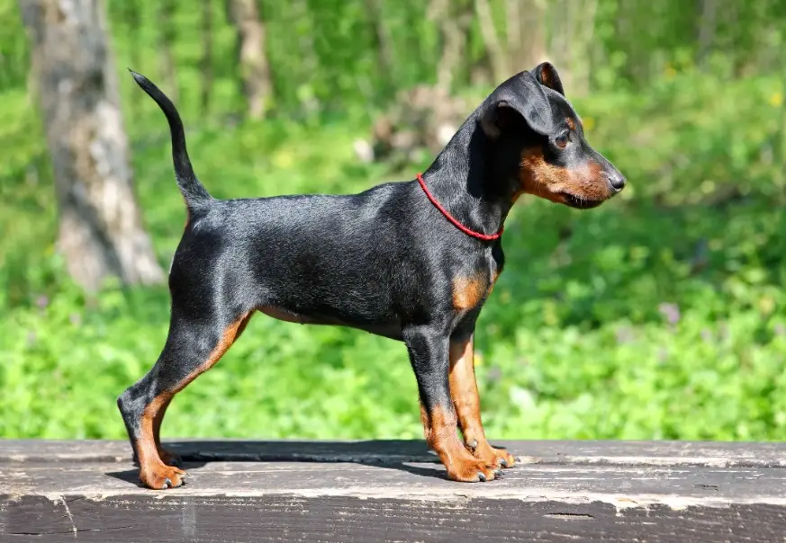 迷你杜賓犬 迷你杜賓犬