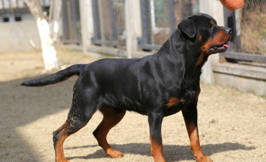 羅威納犬飼養