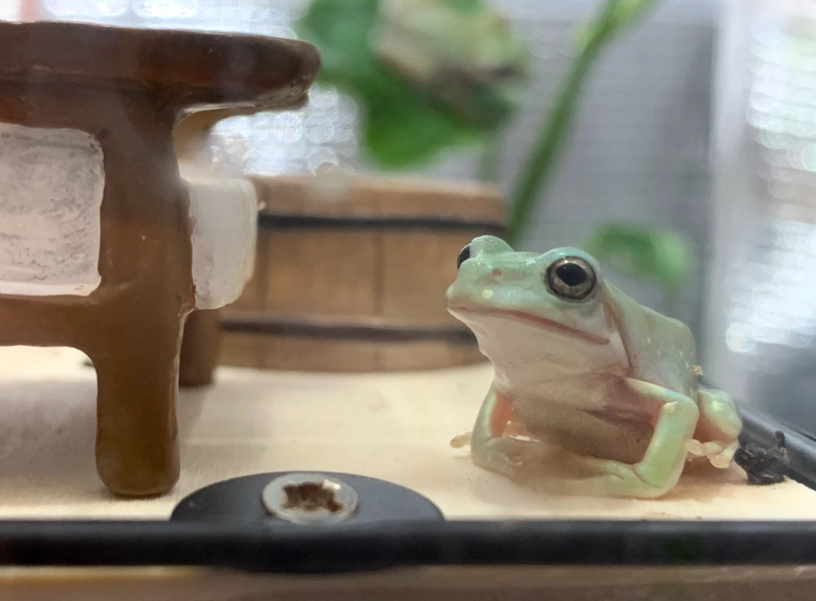 宠物蛙飼養 宠物蛙飼養