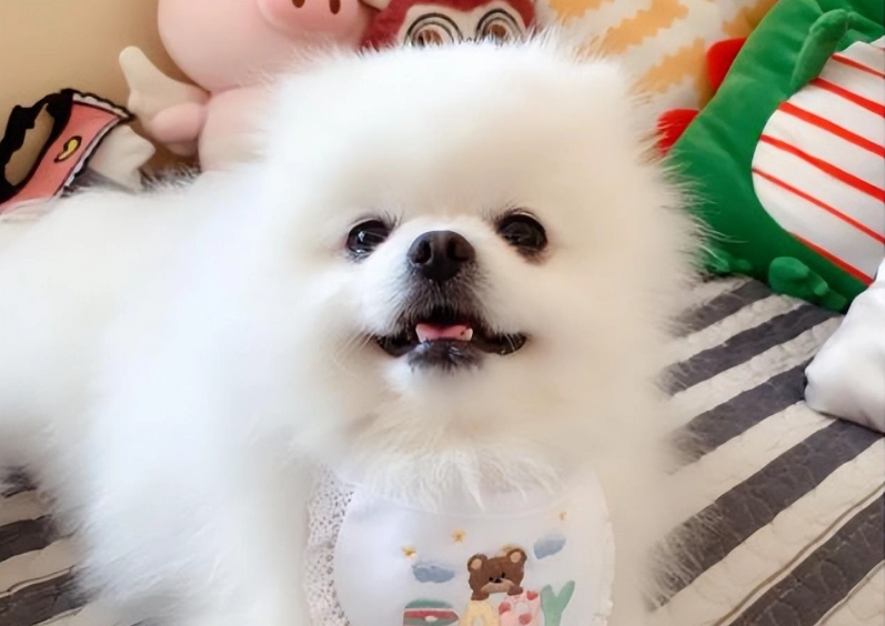 博美狗