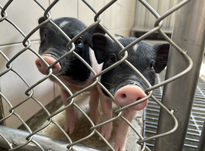 麝香豬飼養 麝香豬飼養
