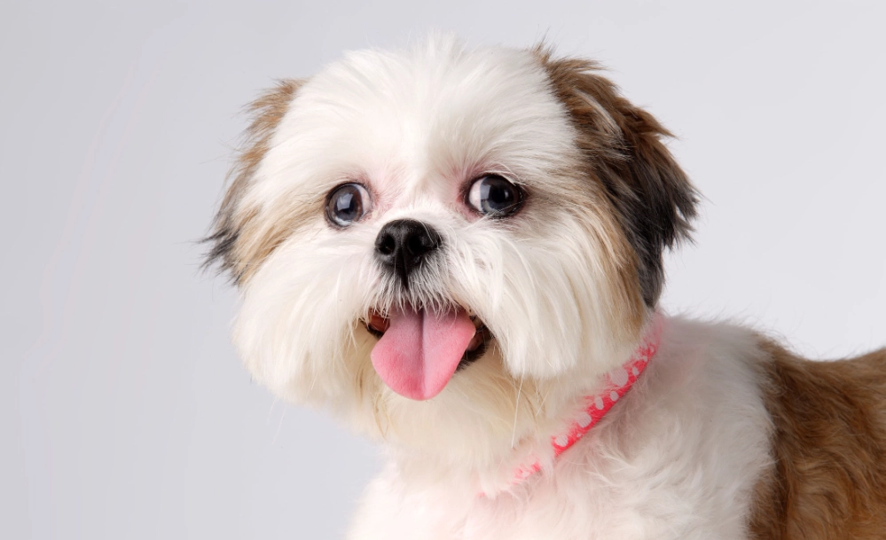 西施犬美容 西施犬美容