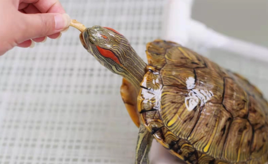 巴西烏龜飼養 巴西烏龜飼養