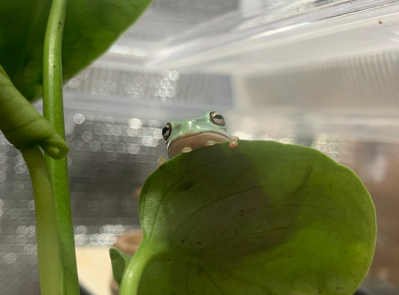 宠物蛙 宠物蛙