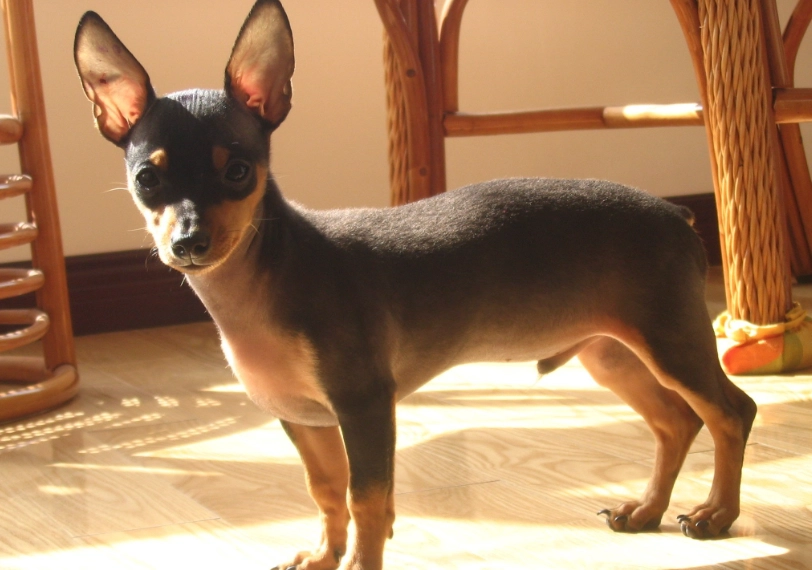 迷你杜賓犬 迷你杜賓犬