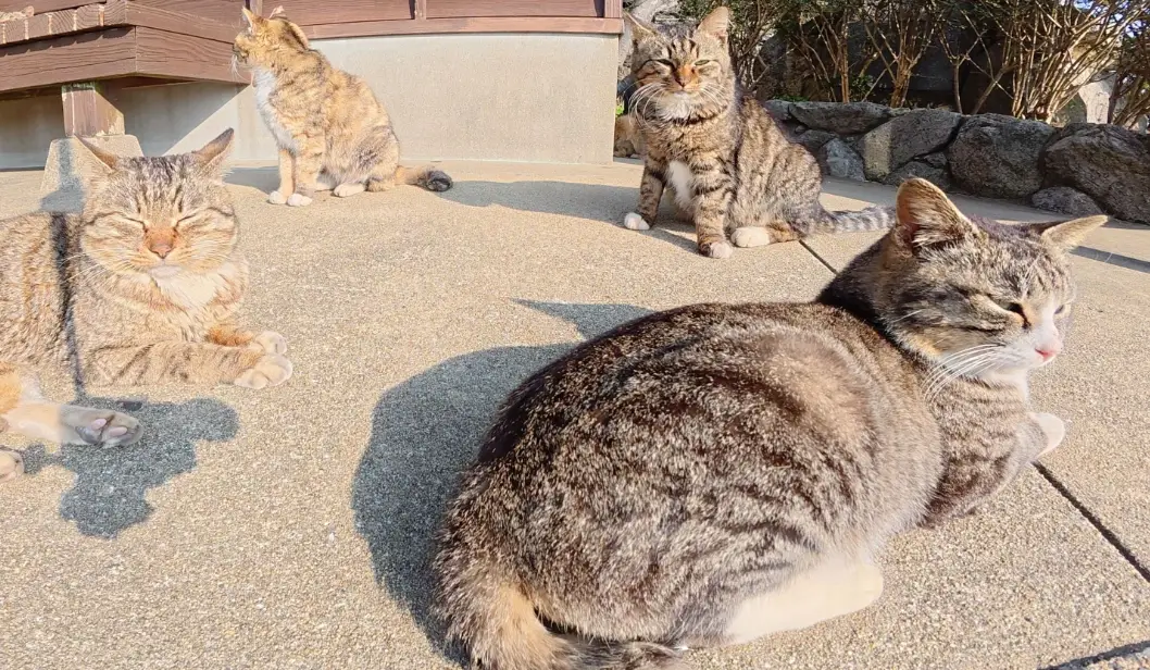 野貓餵養