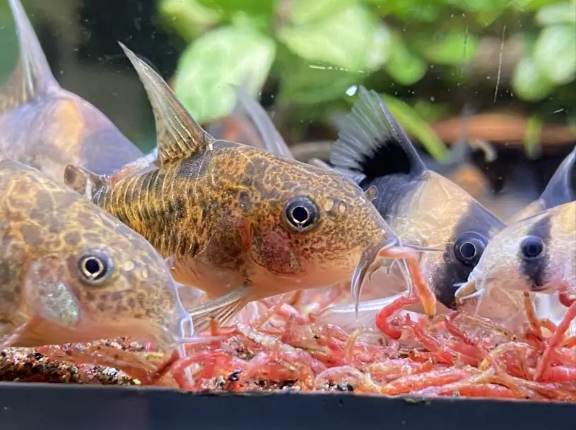 鼠魚飼養 鼠魚飼養