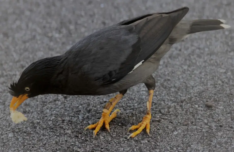 外來種鳥類