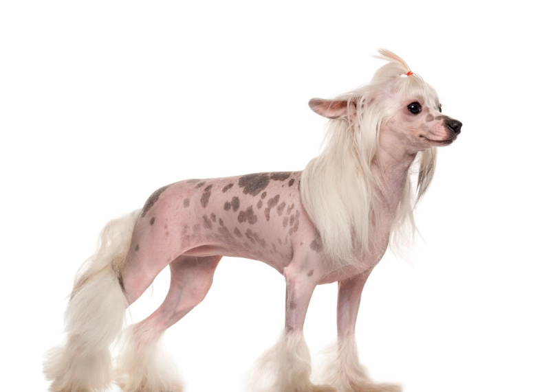 中國冠毛犬皮膚 中國冠毛犬皮膚