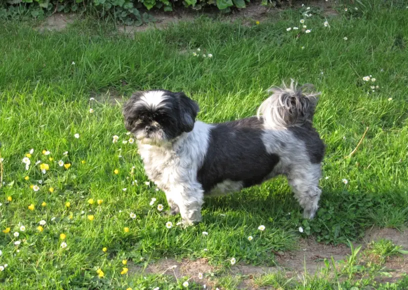 西施犬飼養 西施犬飼養