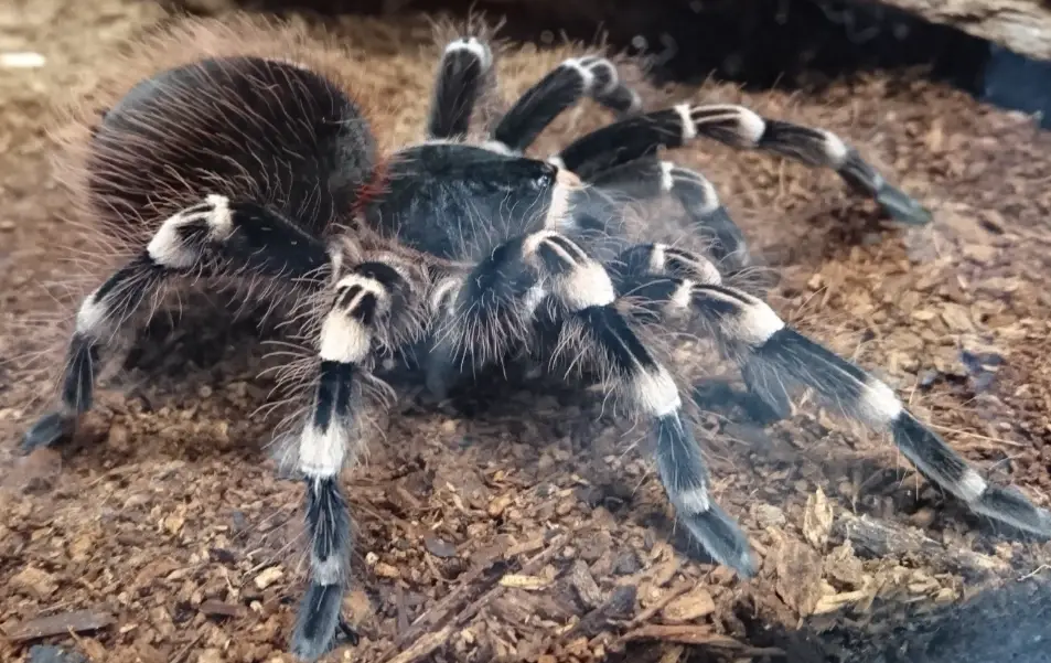 毛蜘蛛飼養 毛蜘蛛飼養