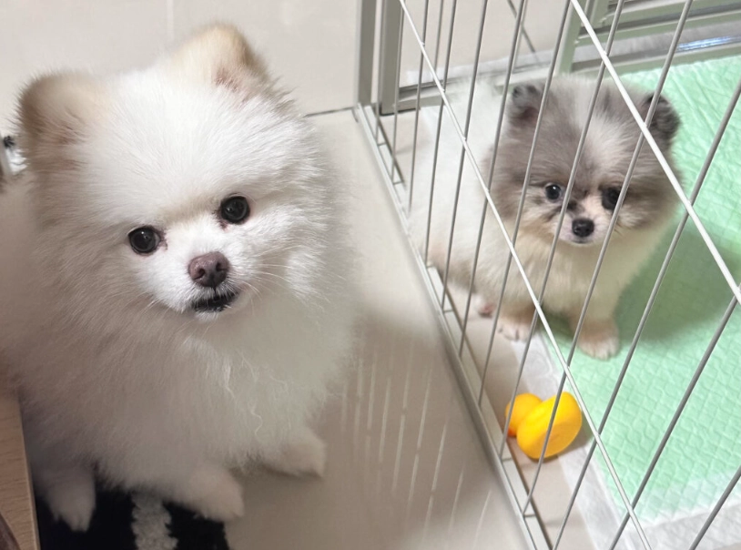 博美狗饲养 博美狗饲养