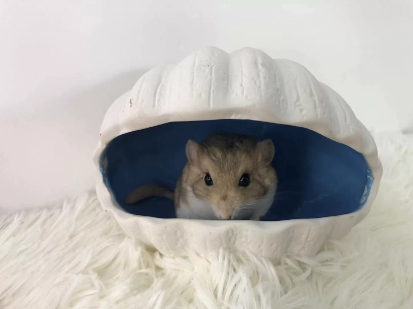宠物鼠饲养