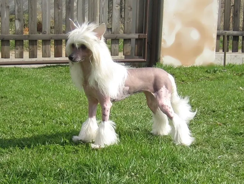 中國冠毛犬皮膚 中國冠毛犬皮膚