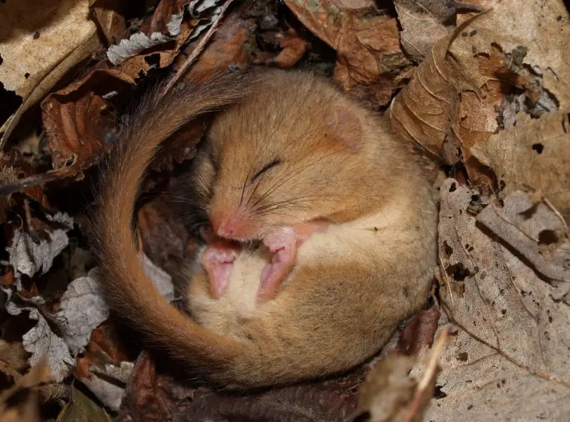 睡鼠飼養