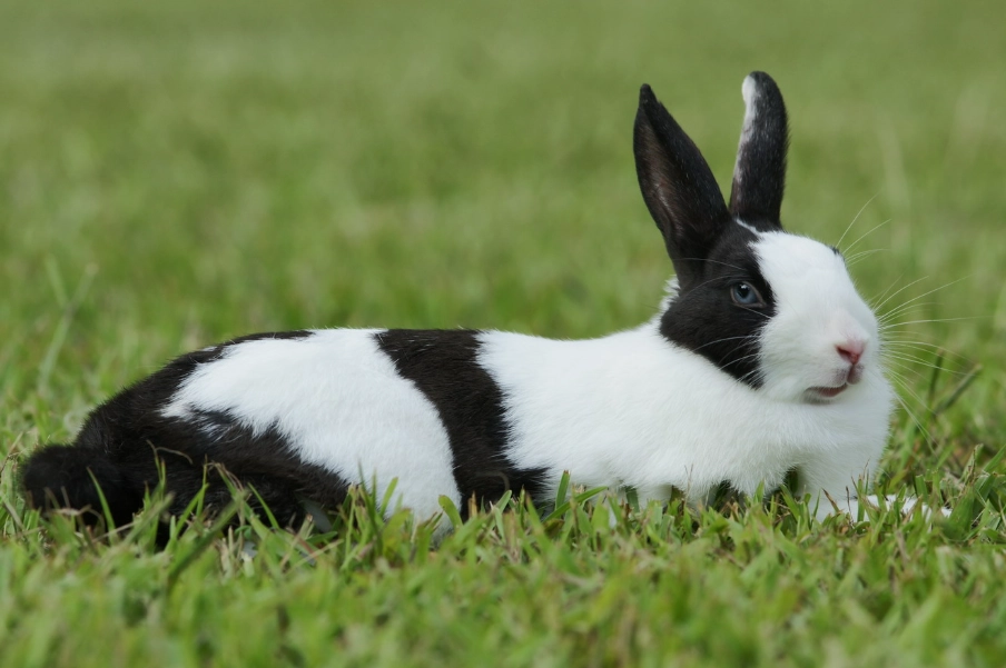 道奇兔飼養 道奇兔飼養