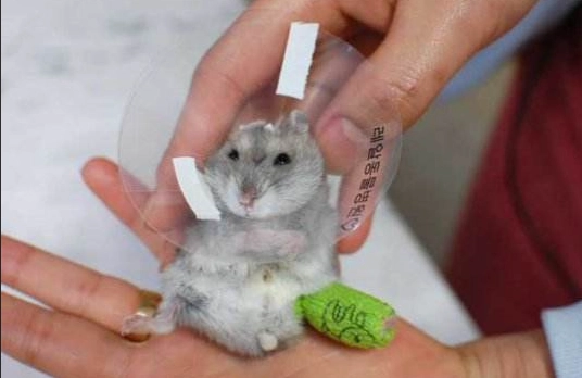 倉鼠骨折症狀