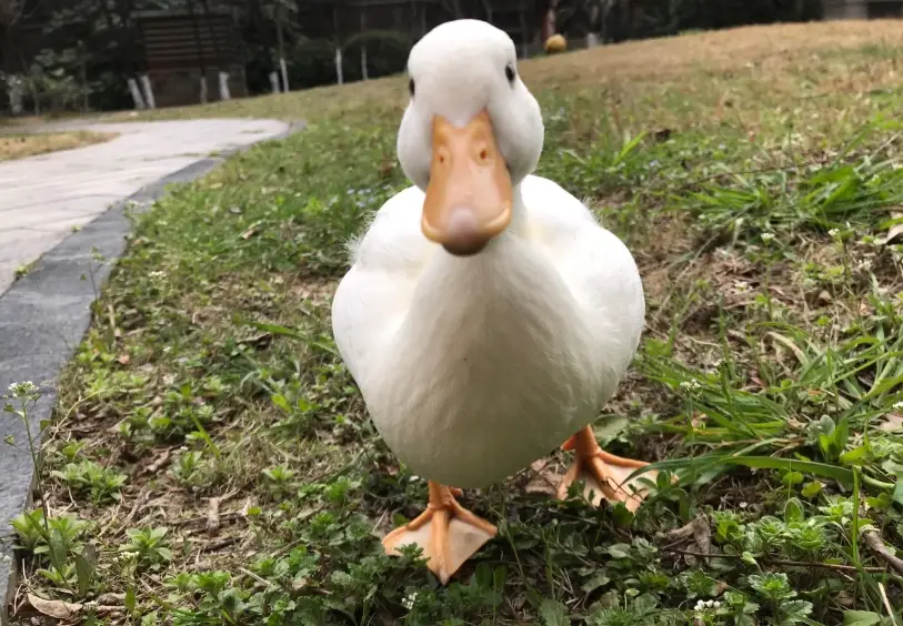 柯爾鴨：飼養前必知的品種、價格與照護重點