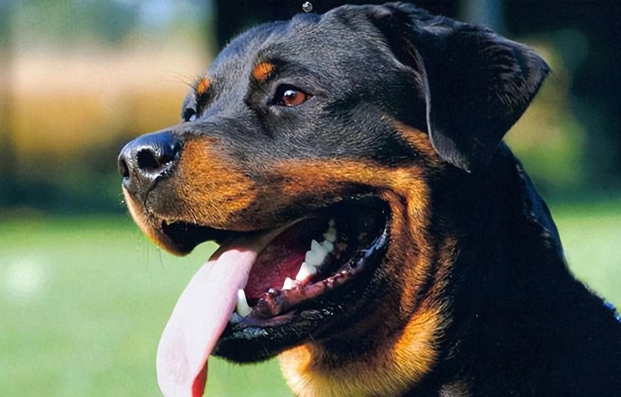 羅威納犬飼養