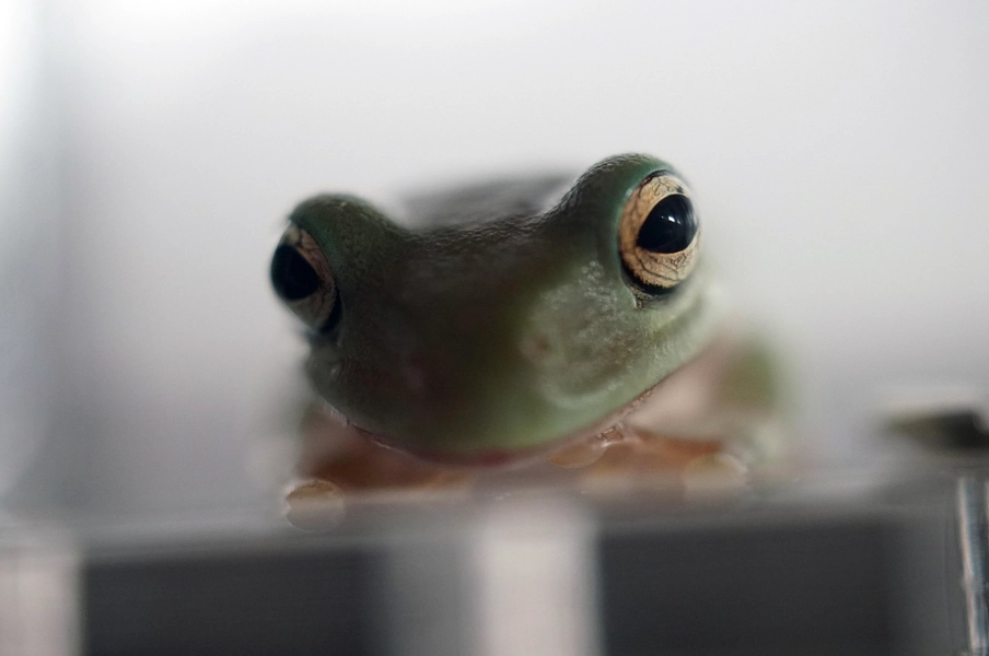 宠物蛙飼養 宠物蛙飼養