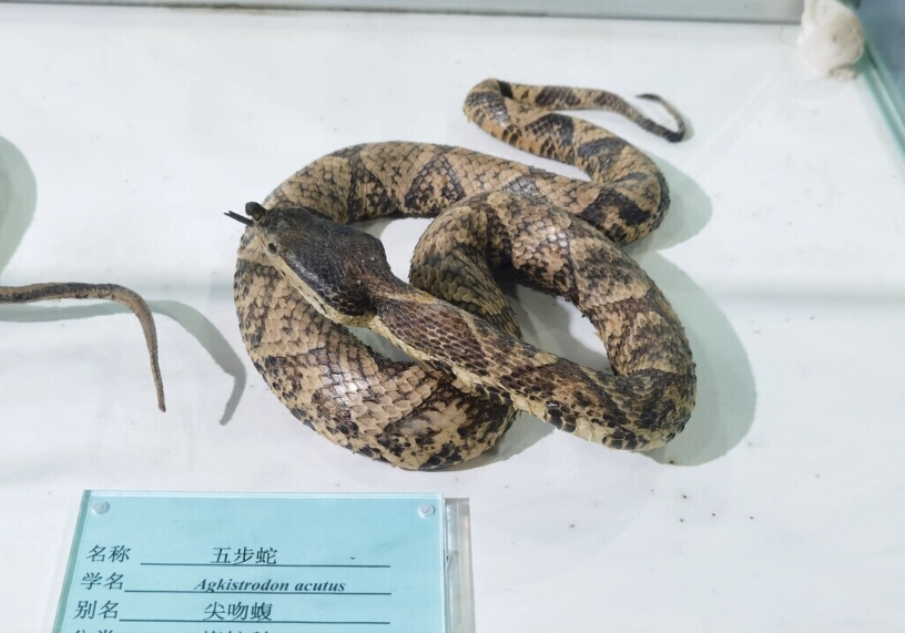 驅蛇方法