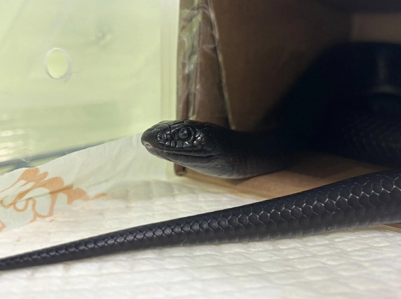 王蛇飼養環境 王蛇飼養環境