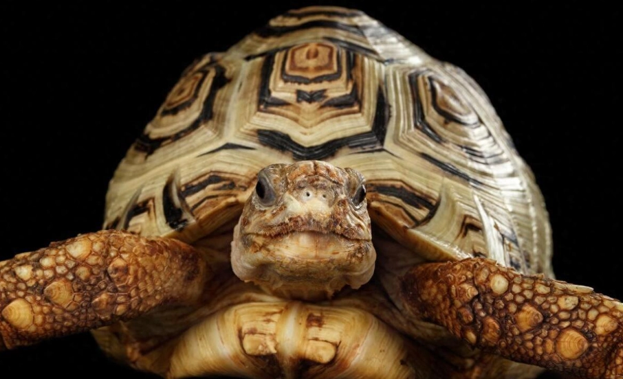 豹纹陆龟价格