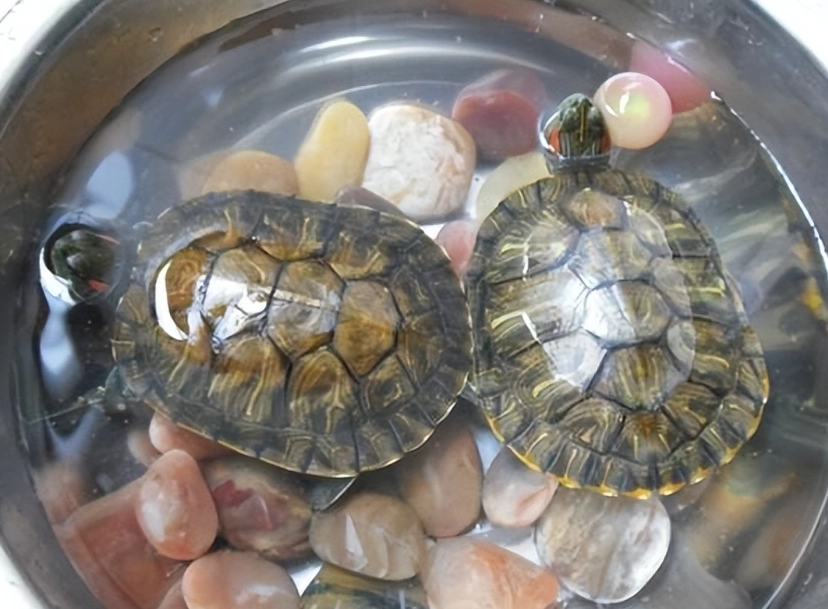 新手養烏龜注意事項