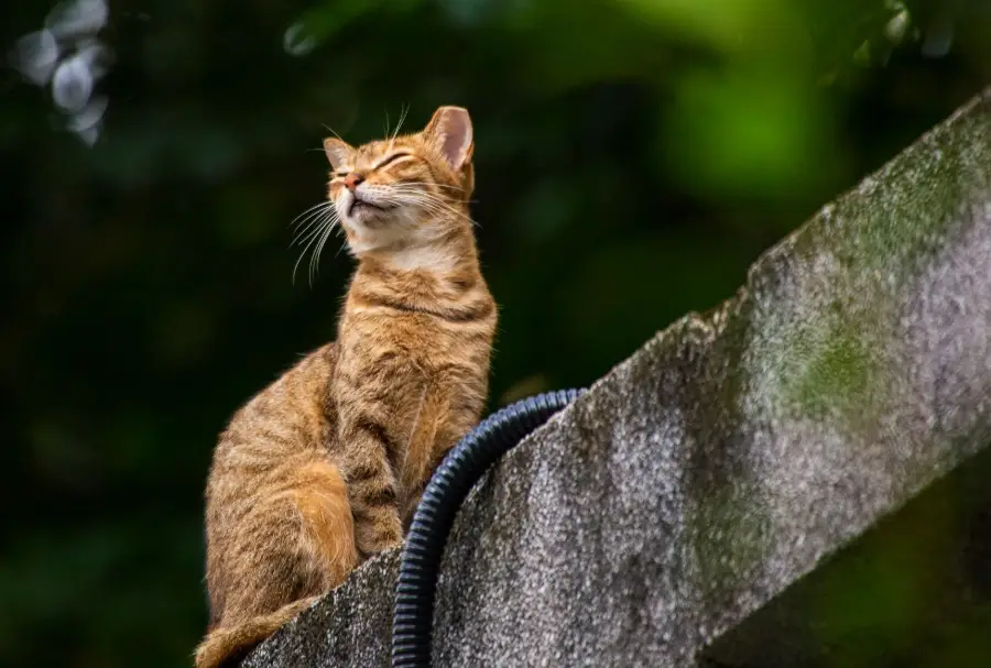 TNR