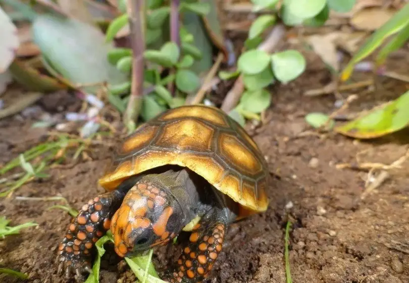陸龜飼養 陸龜飼養